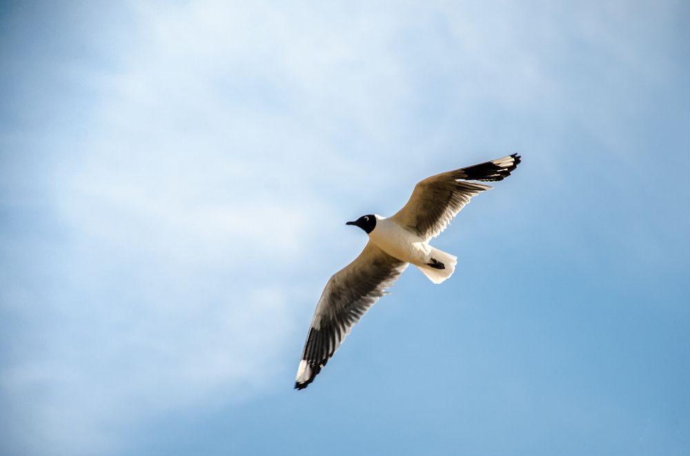 Фотография автора Said Yasser Ale Salinas