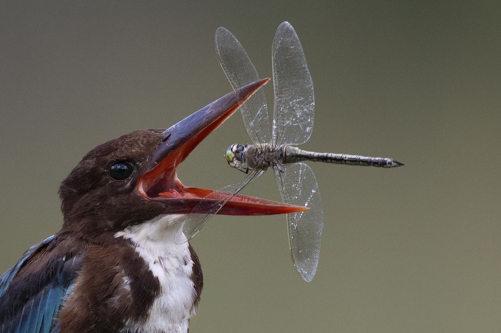 Playing with your food