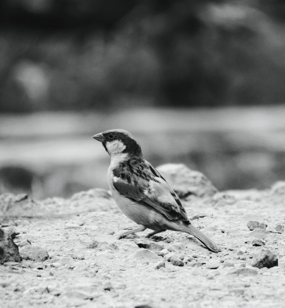 Protect the sparrows.