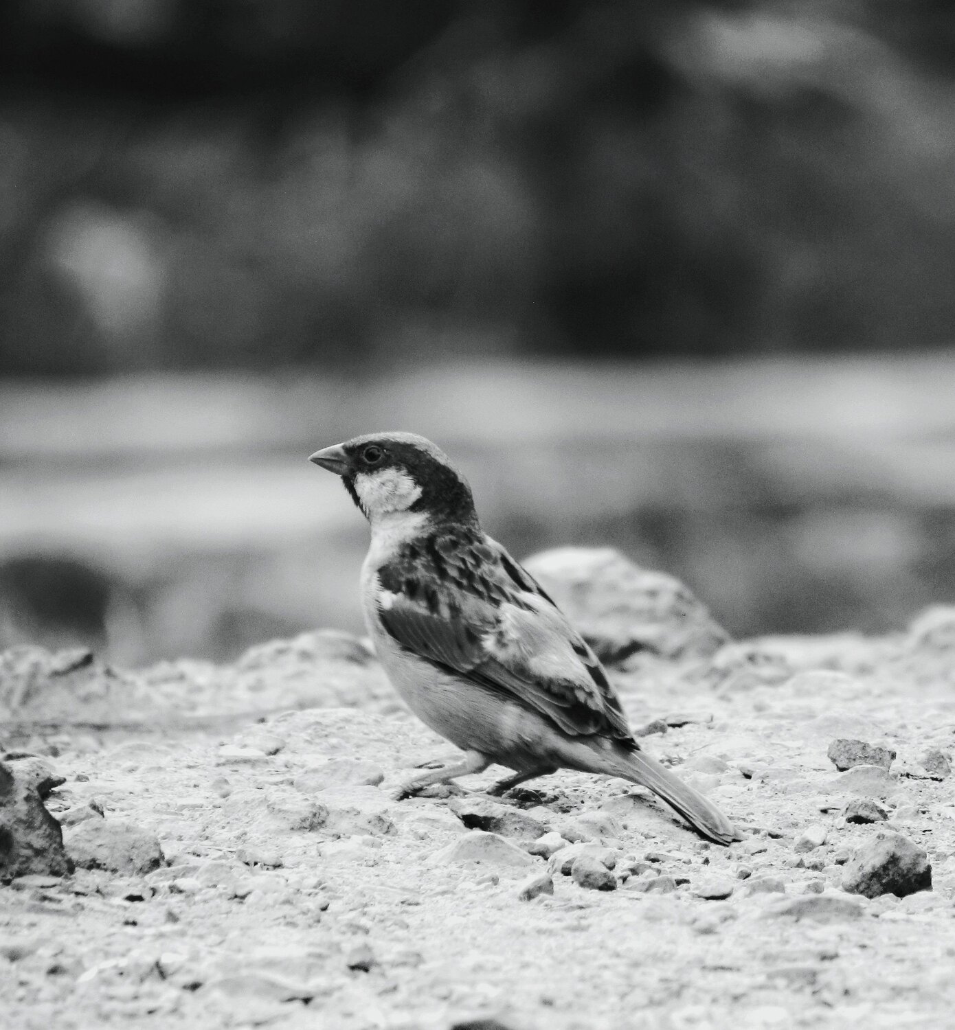 Protect the sparrows.