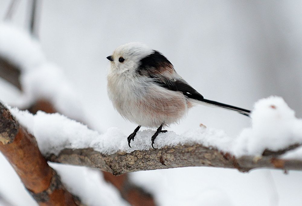 Photograph by Алексей Volg