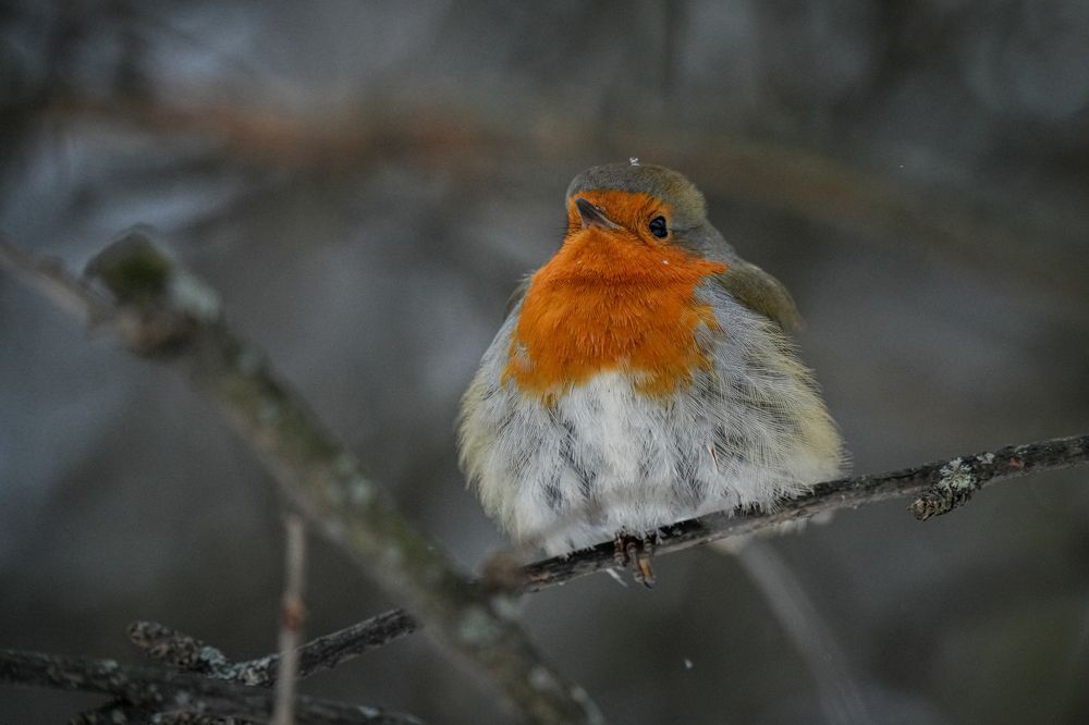 Photograph by Алена Лосева