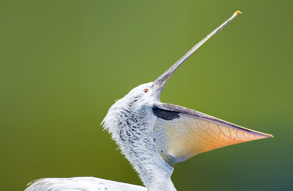 Photograph by محمودرضا نورایی