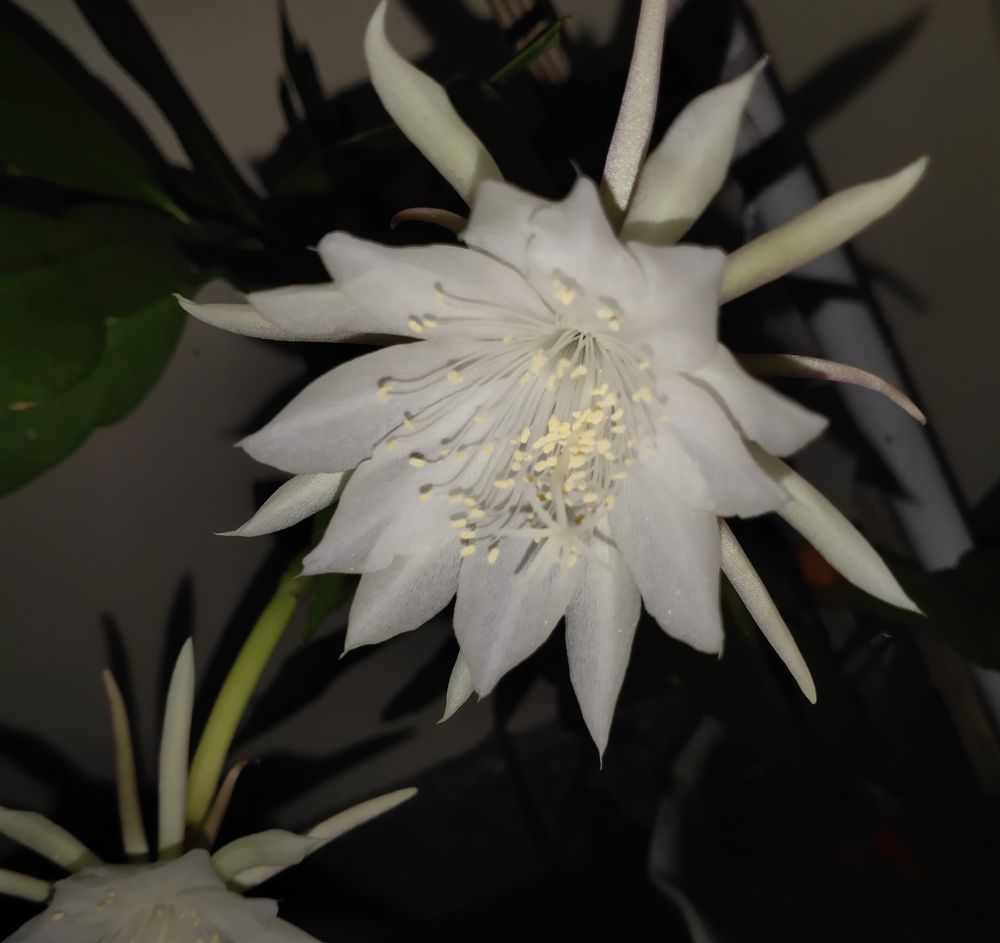 Photo #11080528
