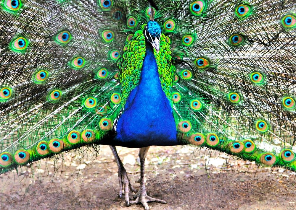 Photograph by Сергей Журавлев