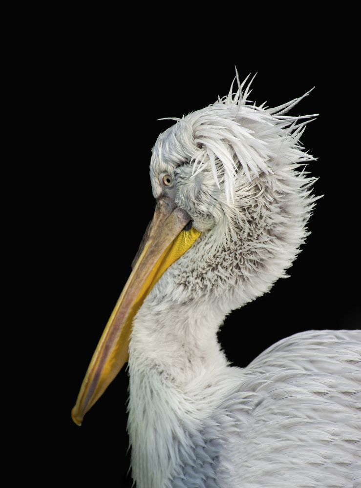Photograph by محمودرضا نورایی