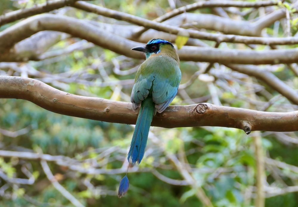 Listening to the forest