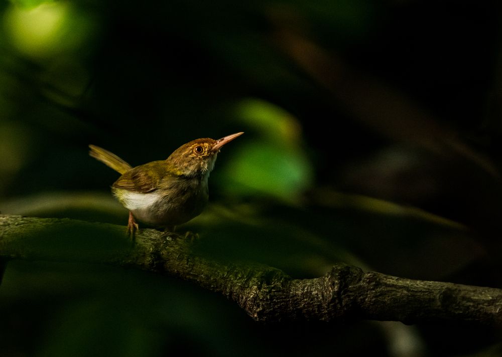 Photograph by Sudip Dey