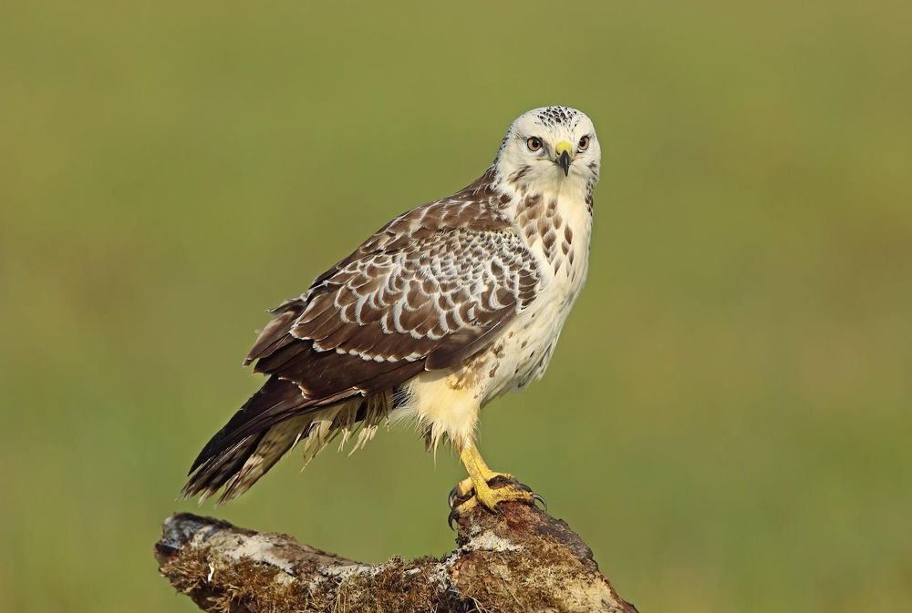 Фотография автора Гусар Александр