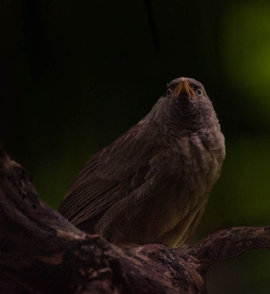 Photograph by Sudip Dey