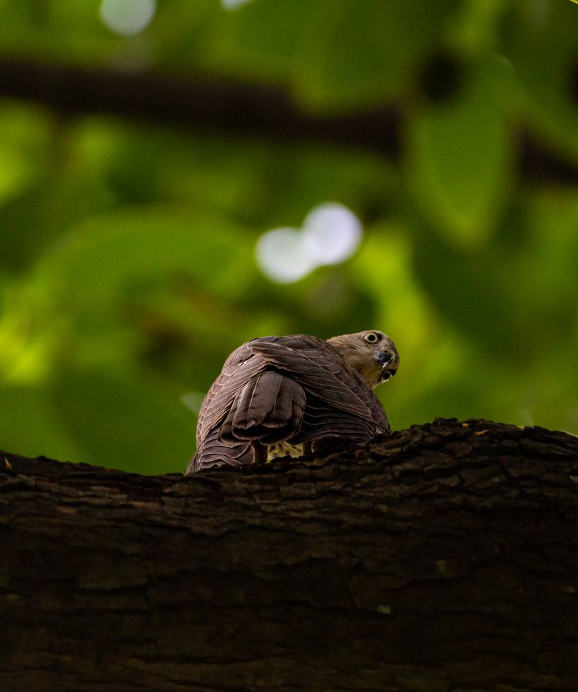 Photograph by Sudip Dey