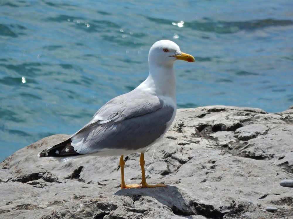 Photograph by Tanivsv