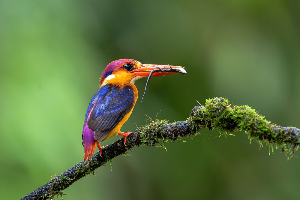 Photograph by Gireesh gopi