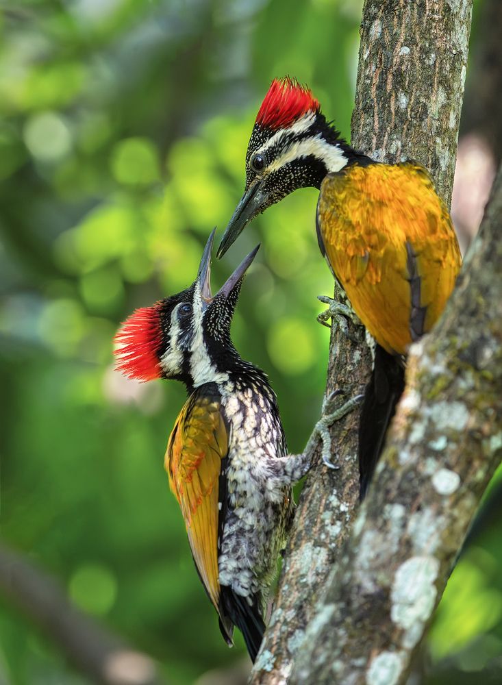 Photograph by Gireesh gopi