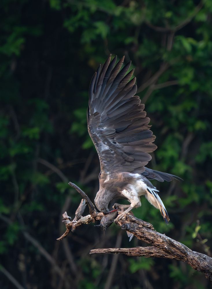 Photograph by Gireesh gopi