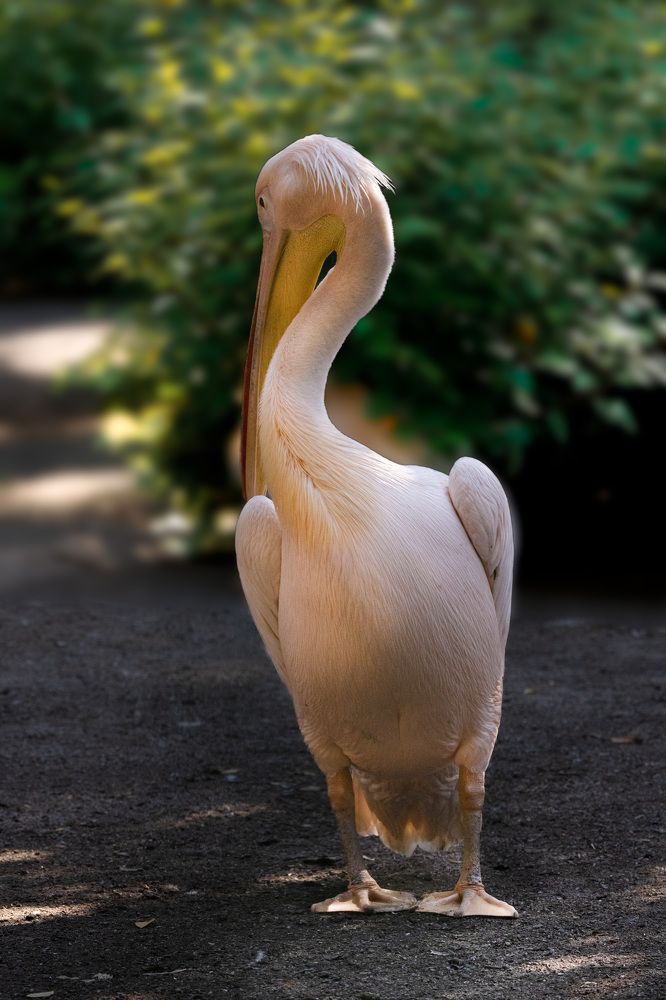 Photograph by Ирина Подгорная