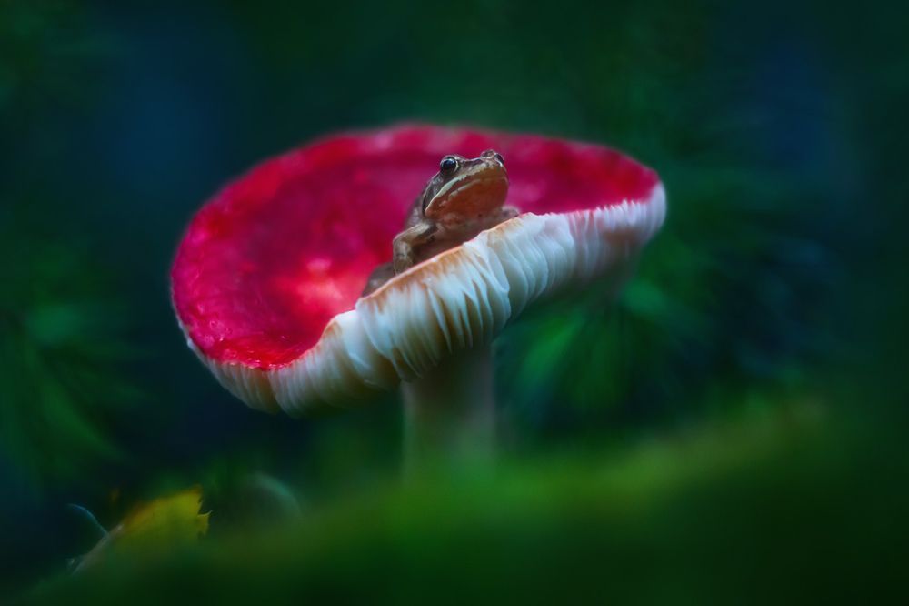 Грибная история