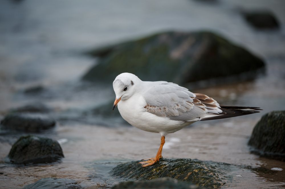 Photograph by Анастасия Жучкова