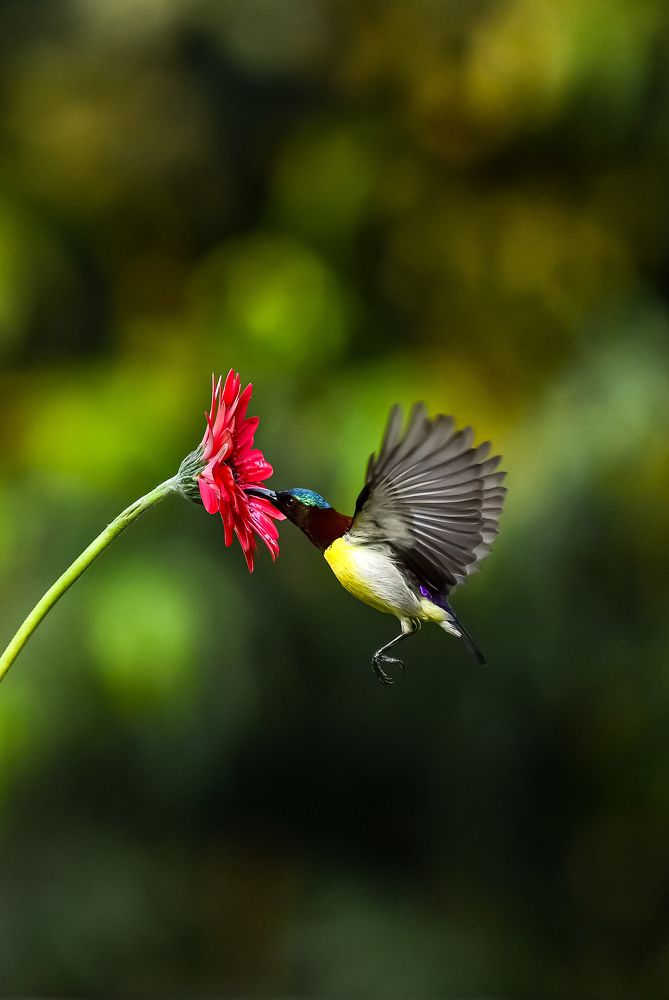 Фотография автора Sk Siddique Ali