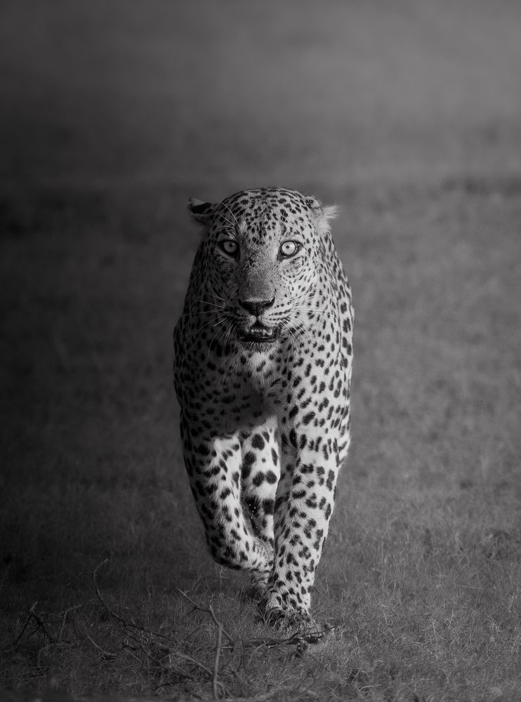 Photograph by Chathuranga Deshapriya