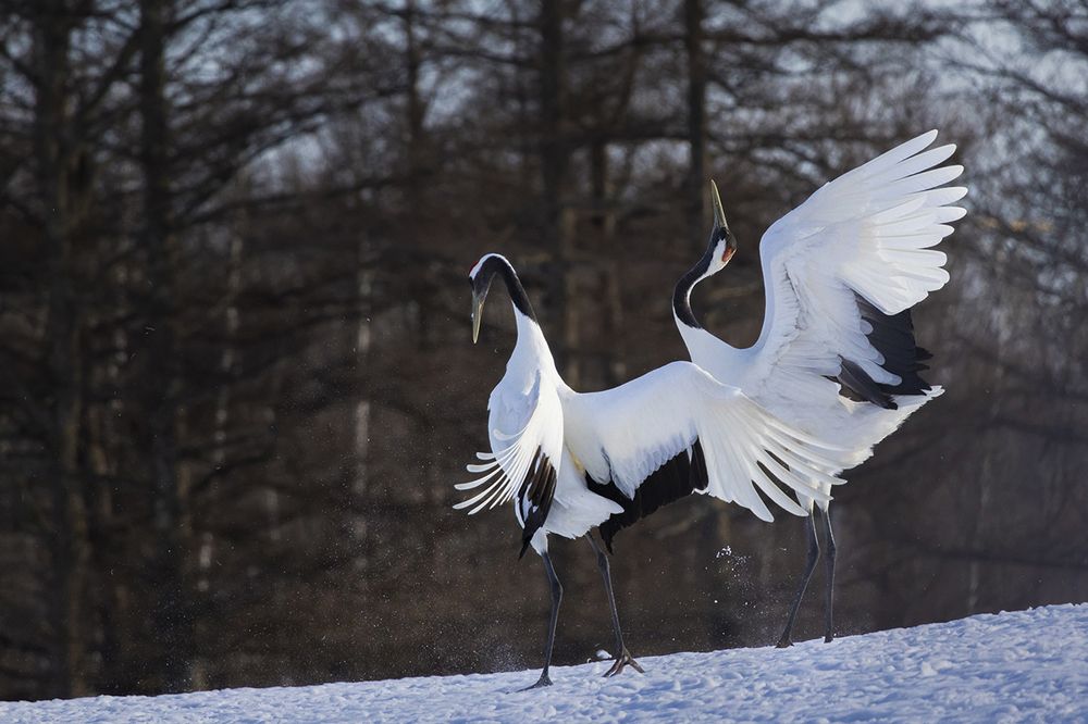 Tancho Cranes Mating Dance