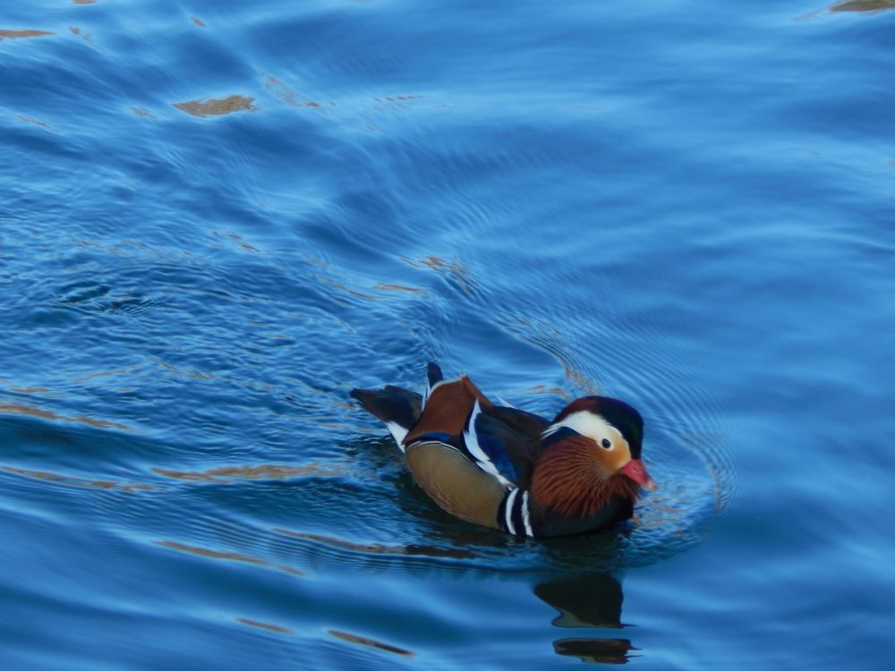 Photograph by Tanivsv