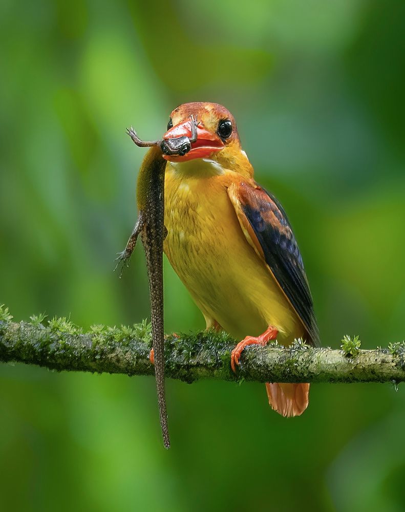 Photograph by Chathuranga Deshapriya