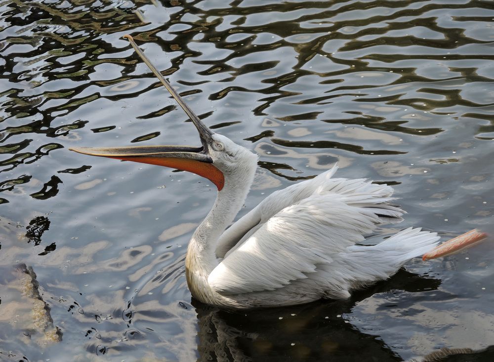 Photograph by София Гавриловна Вотякова