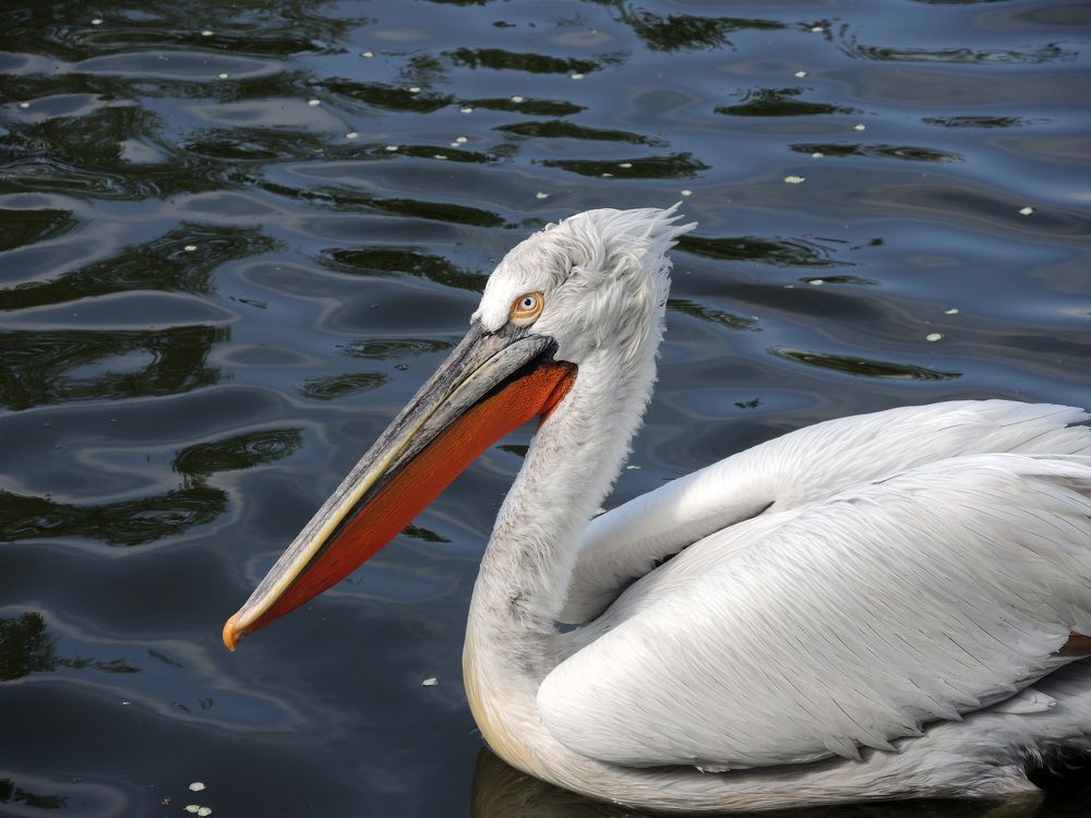 Photograph by София Гавриловна Вотякова