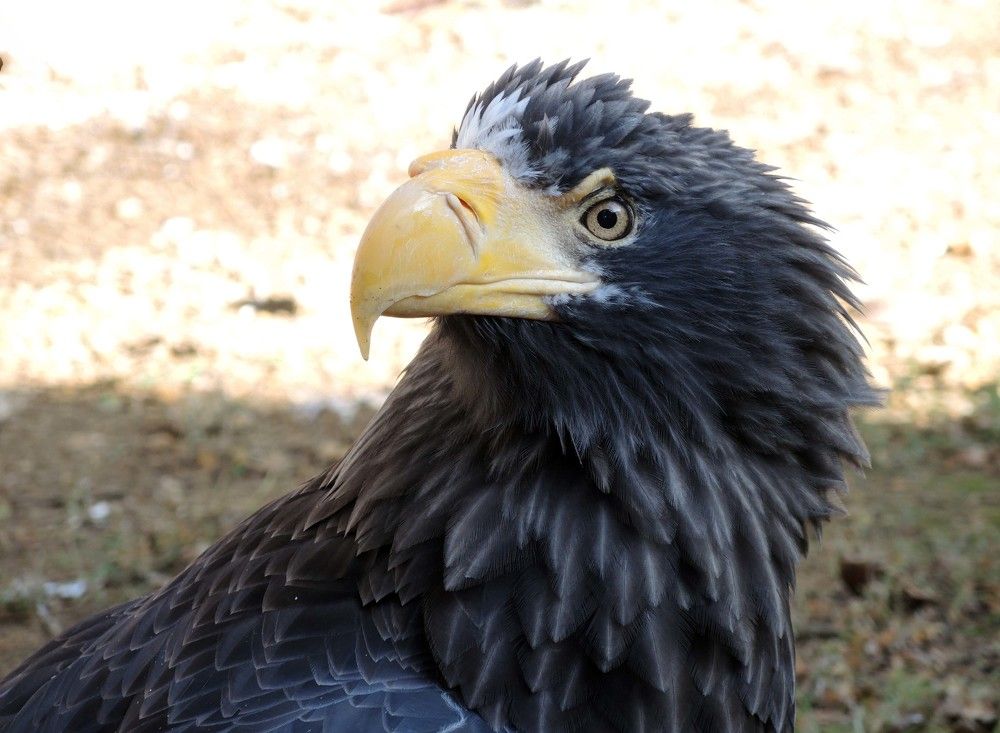 Photograph by София Гавриловна Вотякова