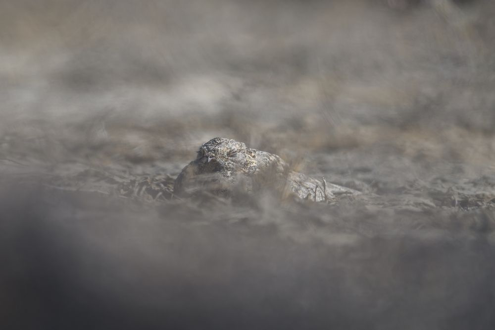 Photograph by Nabarun Majumdar