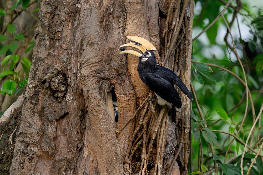Photograph by Nabarun Majumdar