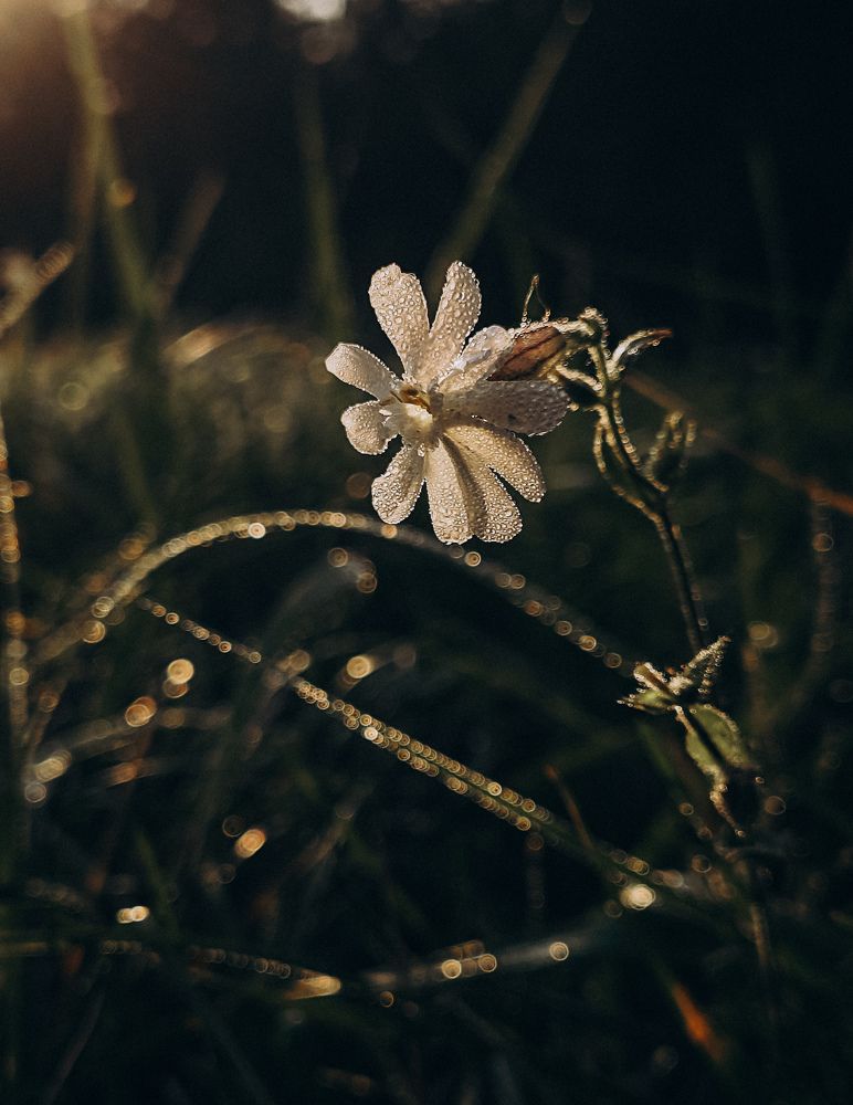 Photograph by Светлана Фоменко