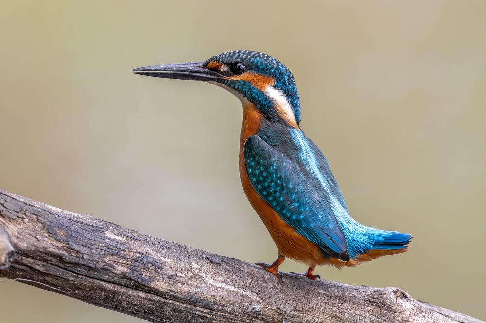 Photograph by Антон Науменко