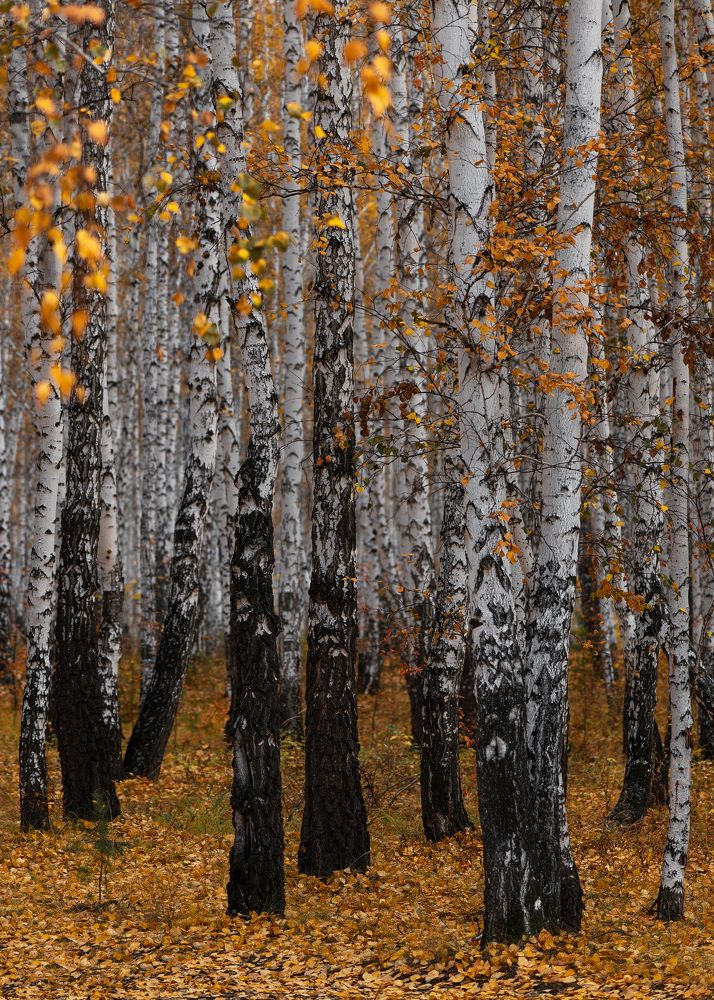 Photograph by Евгений Гецев