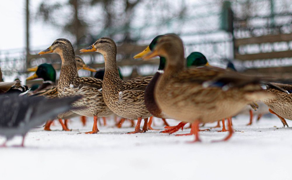 Photograph by Александр Ермоленко