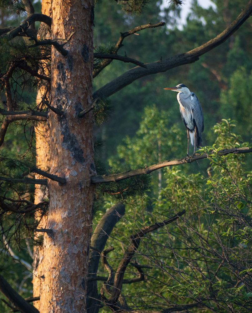 Photograph by Евгений Гецев