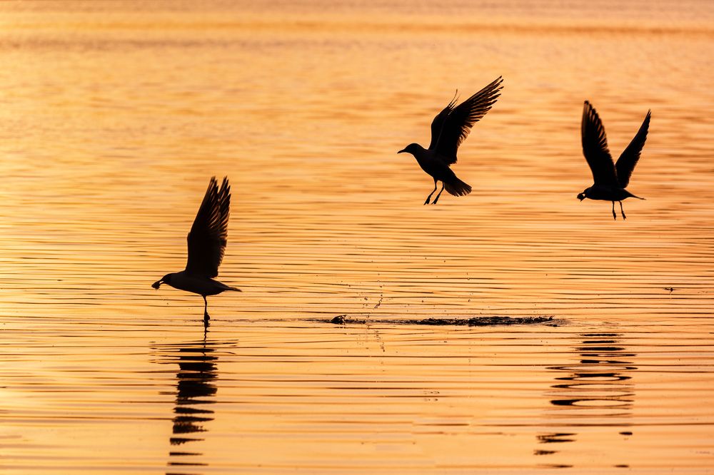 Photograph by Евгений Гецев