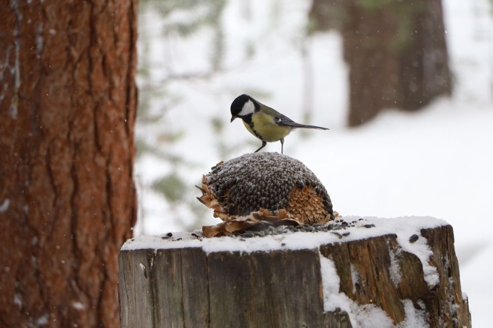Какая тут семечка пркрупнее?