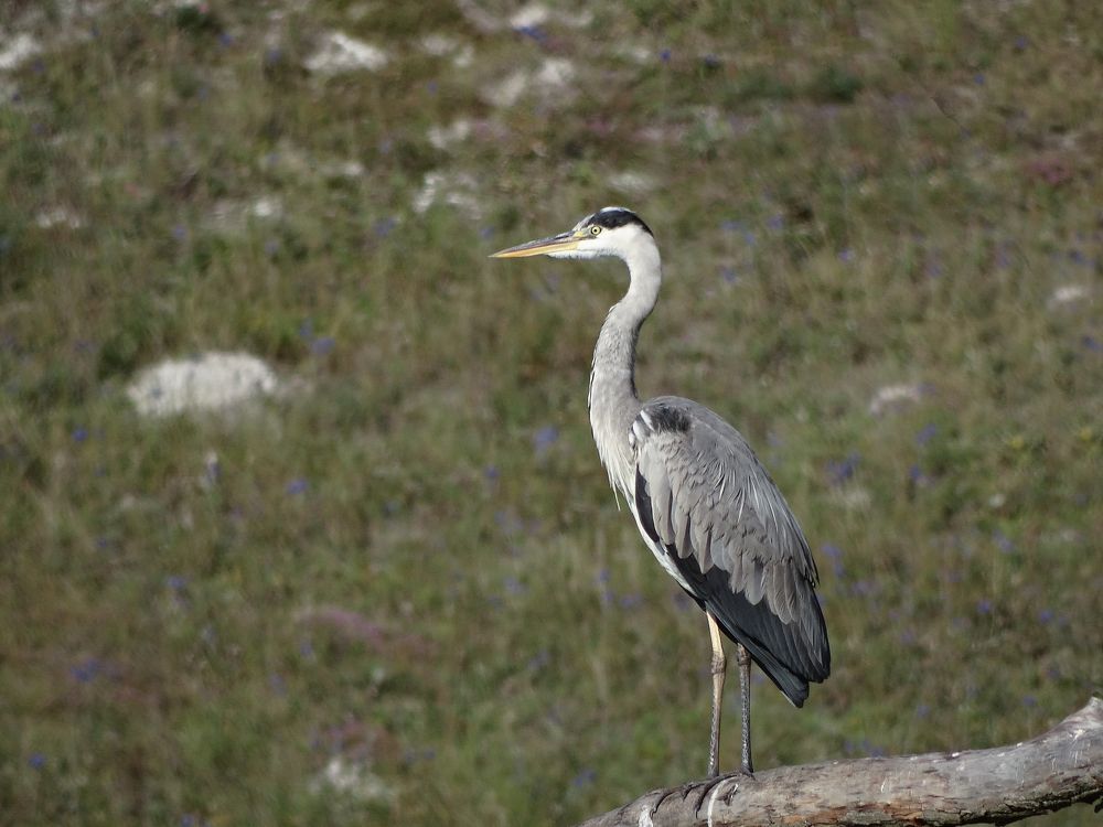 Серая цапля
