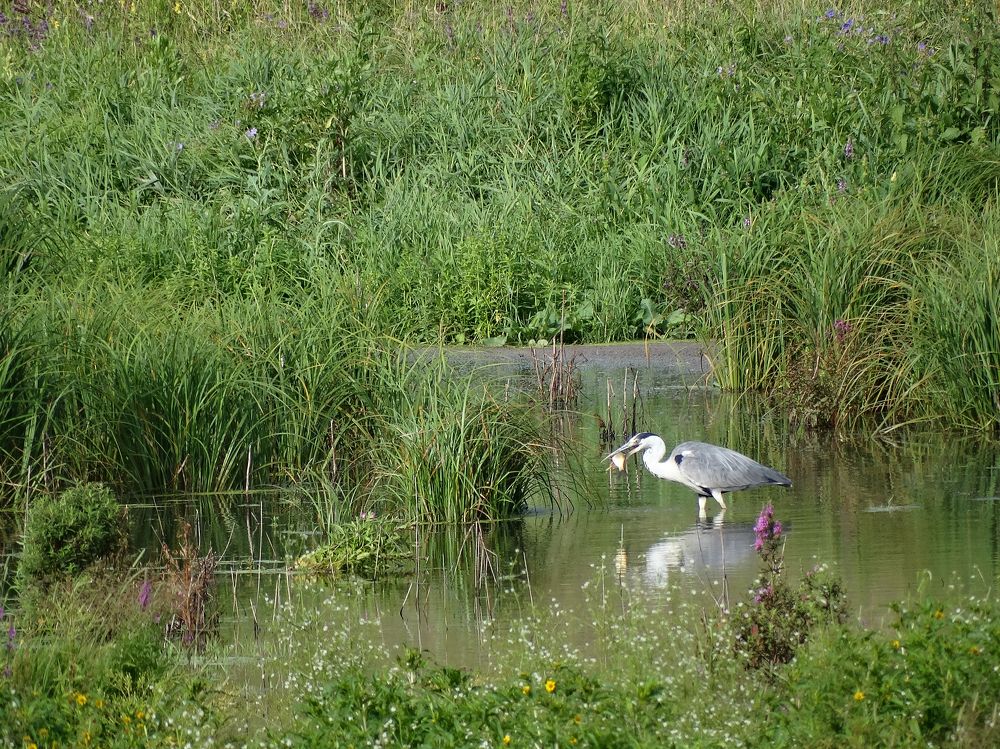 Удачная рыбалка