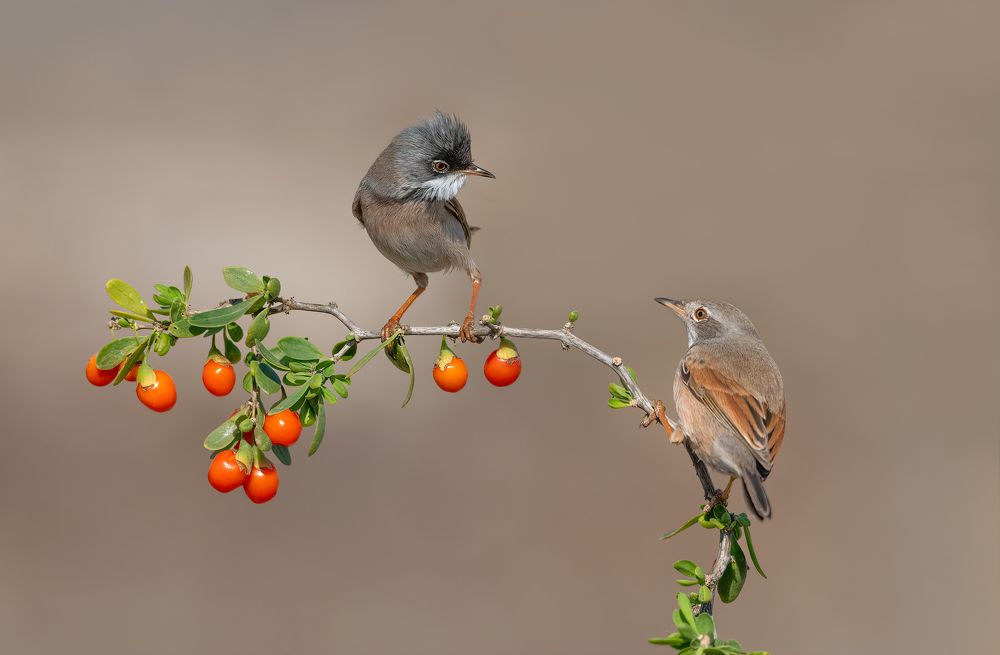 Фотография автора Neslihan Taylan Tülbentci