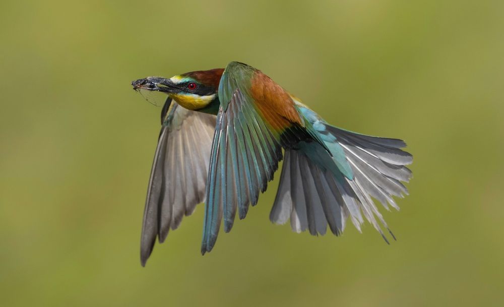 Фотография автора Neslihan Taylan Tülbentci