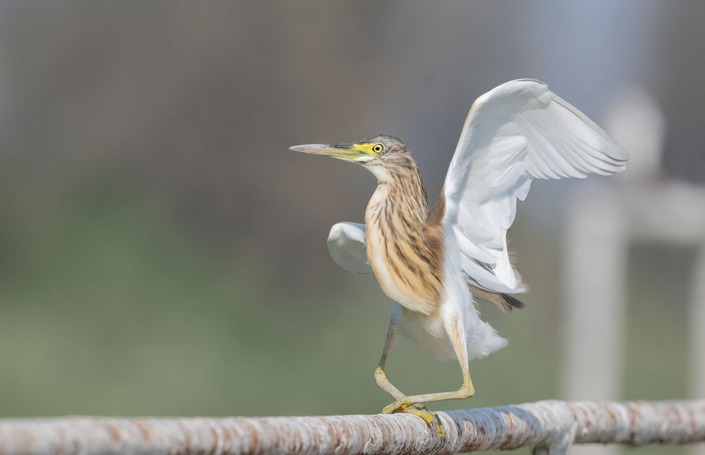 Фотография автора Neslihan Taylan Tülbentci