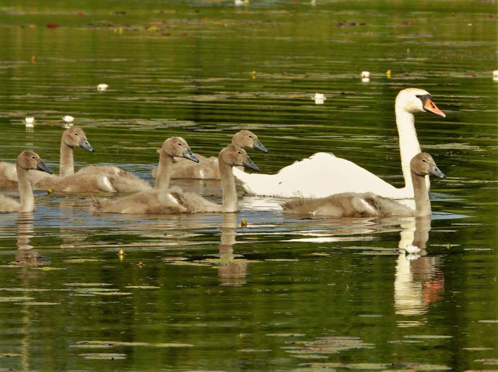 Photograph by Ольга Митрофанова