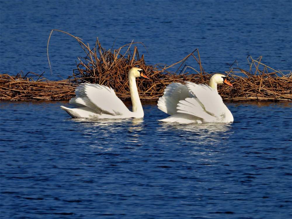 Photograph by Ольга Митрофанова