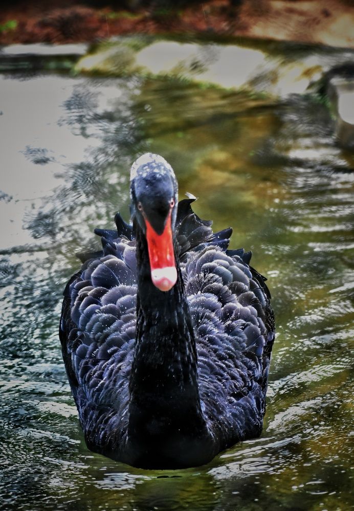 Photograph by Mainak Mondal