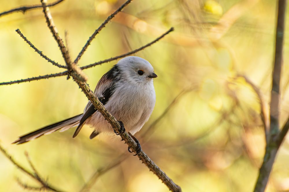 Осенний Ополовник