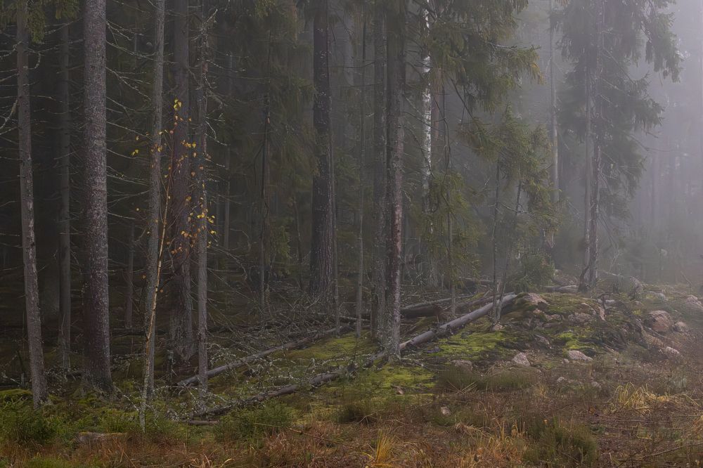 Photograph by Юлия Куликова