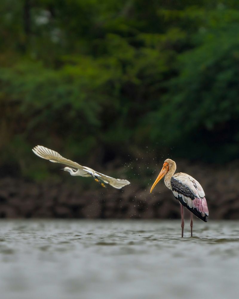 Photograph by mahadevan Arige
